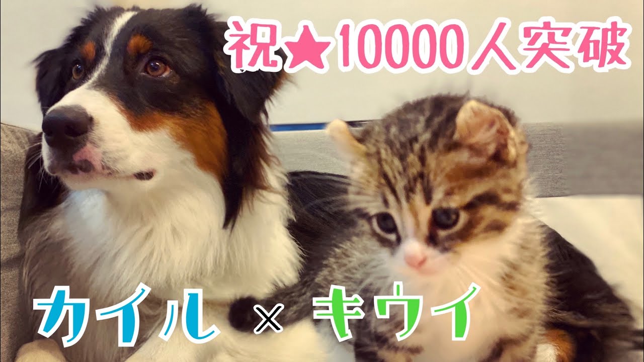大型犬と子猫の生活 カイルとキウイを超簡単に紹介します Youtube