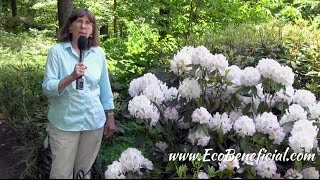 EcoBeneficial Tips: Spotlight on Evergreen Native Rhododendrons