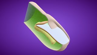 3D Development of Nails | Embryology of the Integumentary System