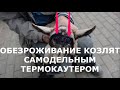 Обезроживание козлят термокаутером