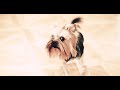 Yorkshire Terrier / Yorkie / [RU] Йоркширский Терьер / Йорк