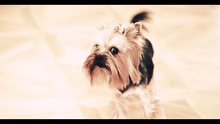 Yorkshire Terrier / Yorkie / [RU] Йоркширский Терьер / Йорк