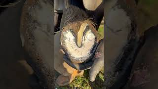 Satisfying! #Farrier #Satisfying #Oddlysatisfying #Asmr #Shortswithcamilla #Horse