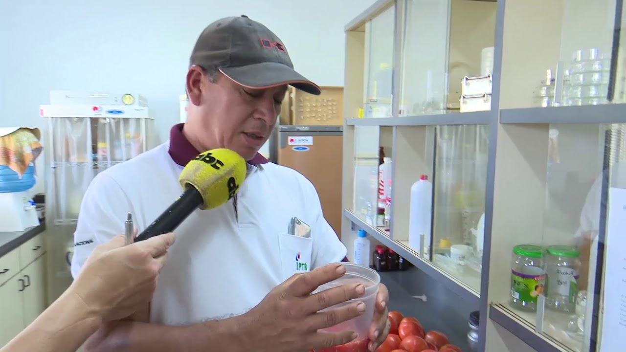 Obtención y preparación de semillas de  tomate