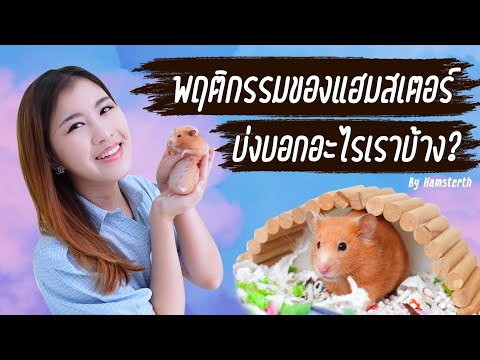 วีดีโอ: จะบอกได้อย่างไรว่าสุนัขพันธุ์ Spayed ของฉันเพิ่งติดเชื้อ