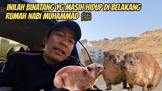 Download Lagu INILAH BINATANG YG MASIH HIDUP DI BELAKANG RUMAH NABI MUHAMMAD ﷺ MP3 Download Lagu INILAH BINATANG YG MASIH HIDUP DI BELAKANG RUMAH NABI MUHAMMAD ﷺ MP3
