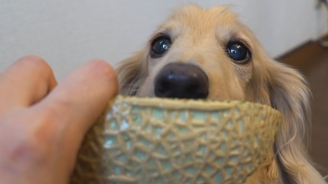 続 老犬の衰えない食欲 メロンを食すミニチュアダックスミッキー Miniature Dachshund Eats Melon メロンを食べる犬 Old Dog Youtube