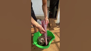 Lọc Thịt Rắn- Rút Xương Rắn #bẫyrắntâynguyên #cobra #bẫyrắn #rútxuwowngrawsn #lọcthịtrắn