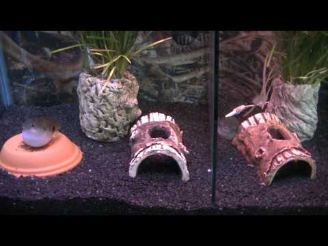 Tetraodon Cutcutia Protegiendo Desove de la Madre
