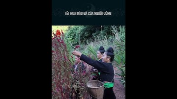 Tết hoa mào gà của người Cống #shorts