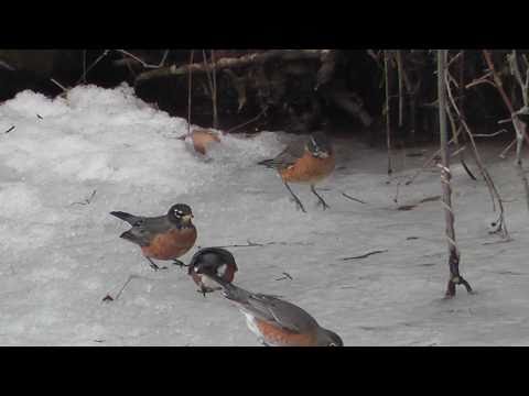 American Robins are Thirsty, Kingfisher and Bluebi...