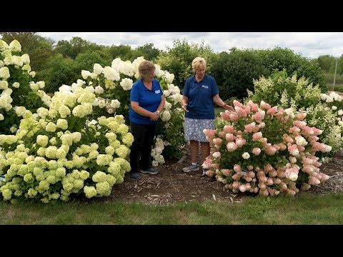 ভিডিও: Hydrangea 