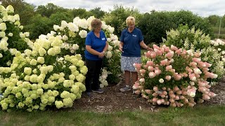 Hydrangea Paniculata Types | Growing Hydrangeas | Prairie Yard & Garden 3604