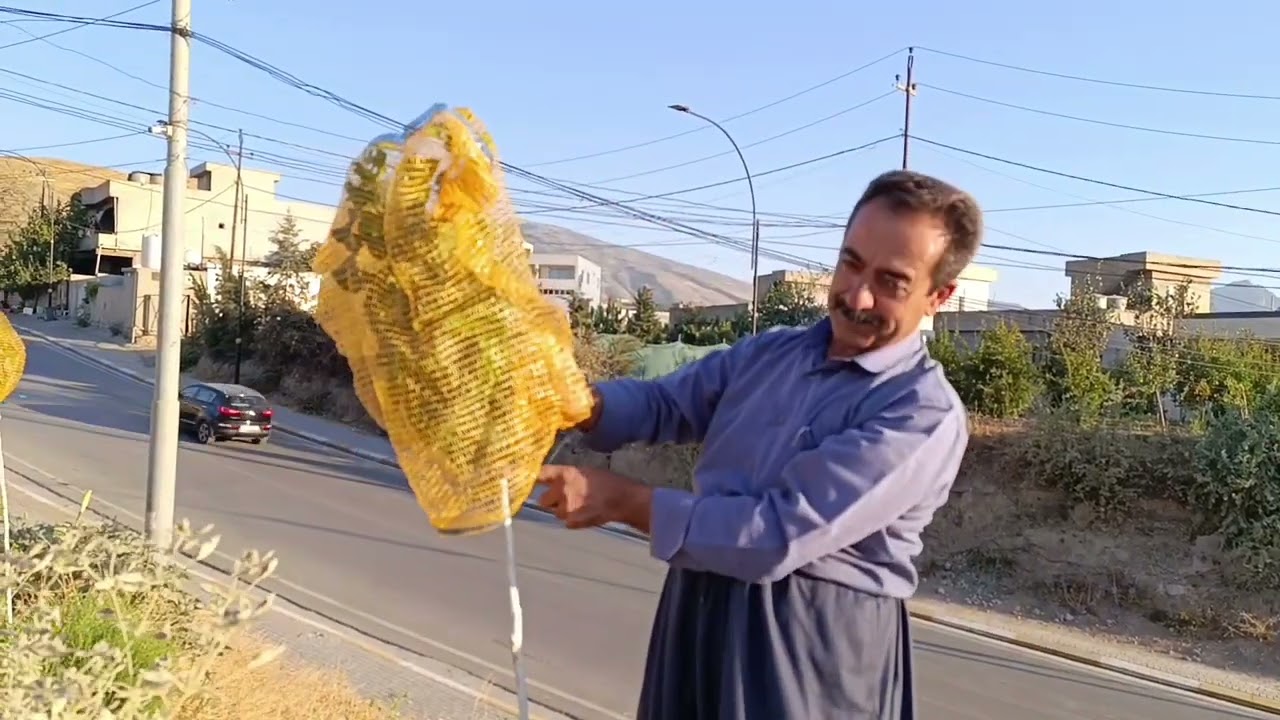 بیرۆکەی نوێ بۆ  داری سەر شەقام تۆرکردنی متوربە 10/9/2025