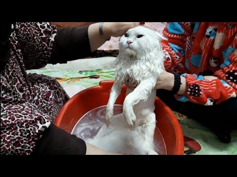 How To Bath Your Cat&rsquo;s ~ kittens ~ طريقة تحميم القطط الصحية