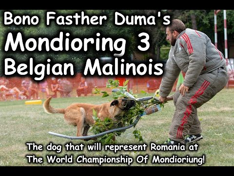 Video: Neue Rassen auf der Nationalen Hundeausstellung präsentiert von Purina