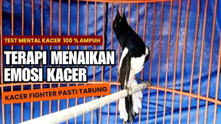 PANCINGAN KACER GACOR DI JAMIN AMPUH UNTUK MENAIKAN EMOSI KACER AGAR MAU TARUNG NGOTOT DAN BUKA EKOR