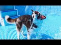 My Husky Gets Her BIG Pool Back 💦 Husky Swimming Pool Party