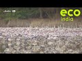 Eco India: The phenomenon that could explain the three-fold increase in Mumbai's flamingo population