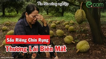 Cả Vườn Sầu Riêng Chín Rộ, Không Ai Mua – Nông Dân Lỗ Nặng, Xót Xa Nhìn Trái Rụng!