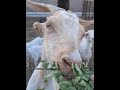 ای اس ام ار Asmr ای اس ام ار حیوانات ای اس ام ار Asmr ای اس ام ار حیوانات