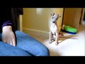 Luigi Our Italian Greyhound Puppy Training