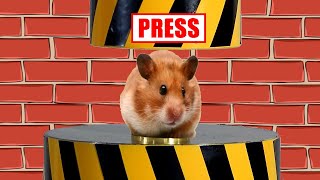 DANGER!!! Dangerous hamster maze.!!! Hamster under the press!!!