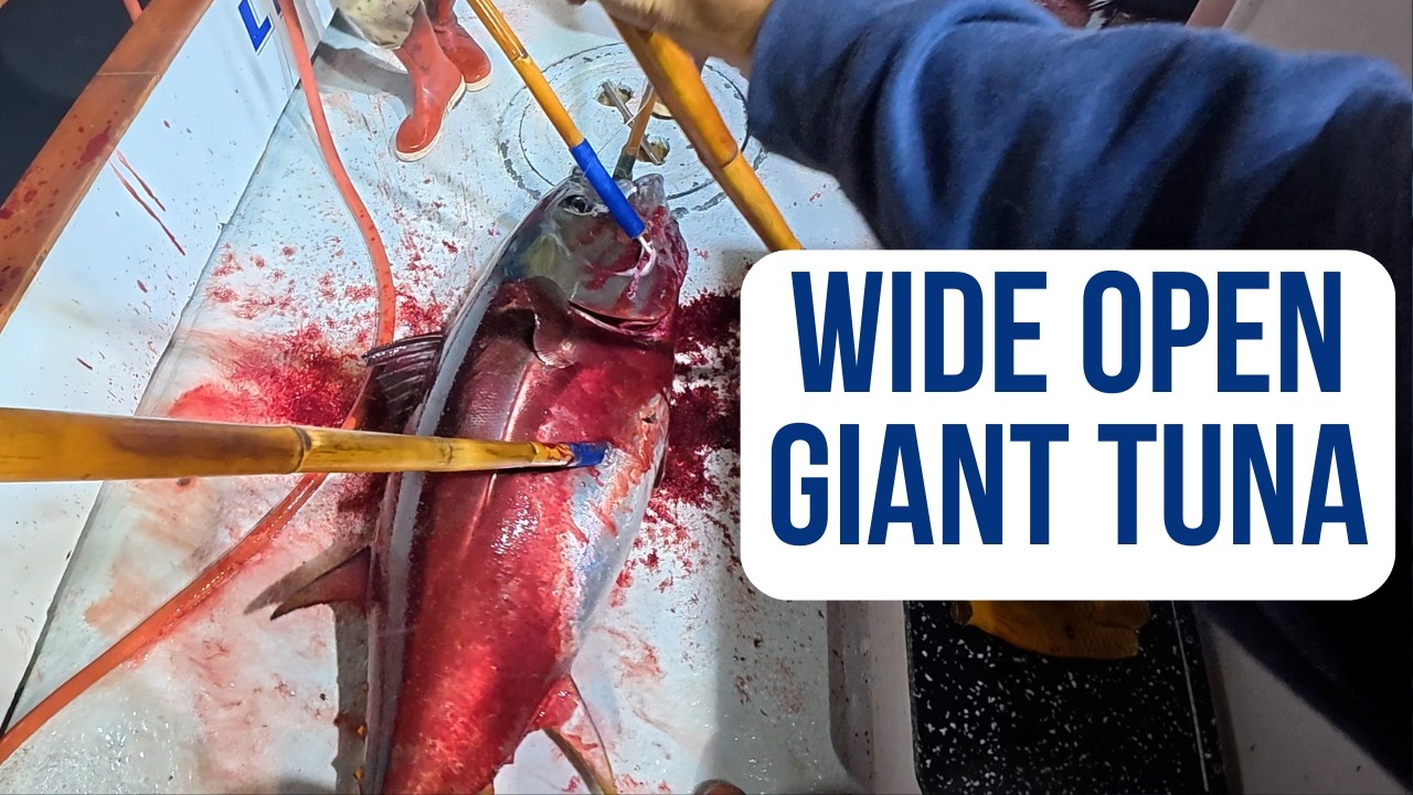 Giant Bluefin Mayhem | Captain's POV