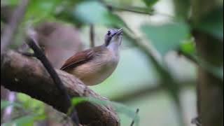 Suara Burung Pelanduk Ekor Pendek