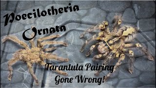 Poecilotheria ornata female eats male!