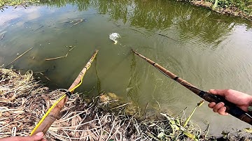 Kích cá lóc trong đám lục bình