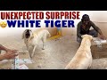 White tiger     friend   unexpected surprise  upendragani viral