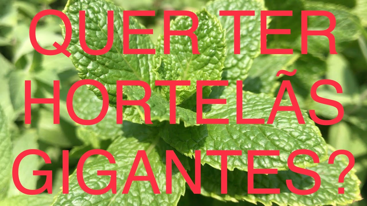 COMO CUIDAR DO HORTELÃ COMO CUIDAR DO HORTELÃ