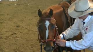 Ground Driving - Colt Starting - 2yo
