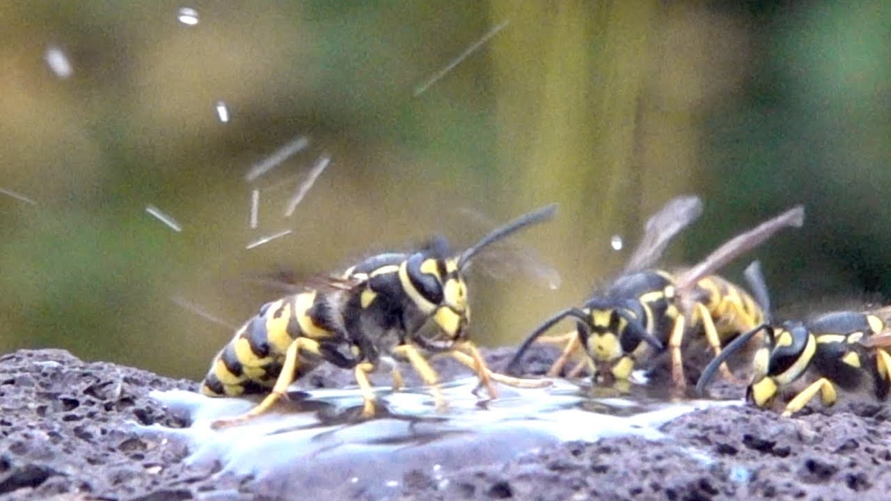 geschütztes leerzeichen powerpoint Slomo best of 26.7.2019 Wasp and Bees. Wespen und Bienen