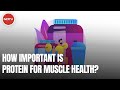 How important is protein for muscle health