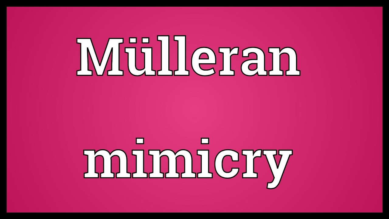 What is Mimicry Word Meaning 94 What is Mimicry Word Meaning 46