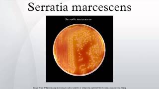 Serratia marcescens