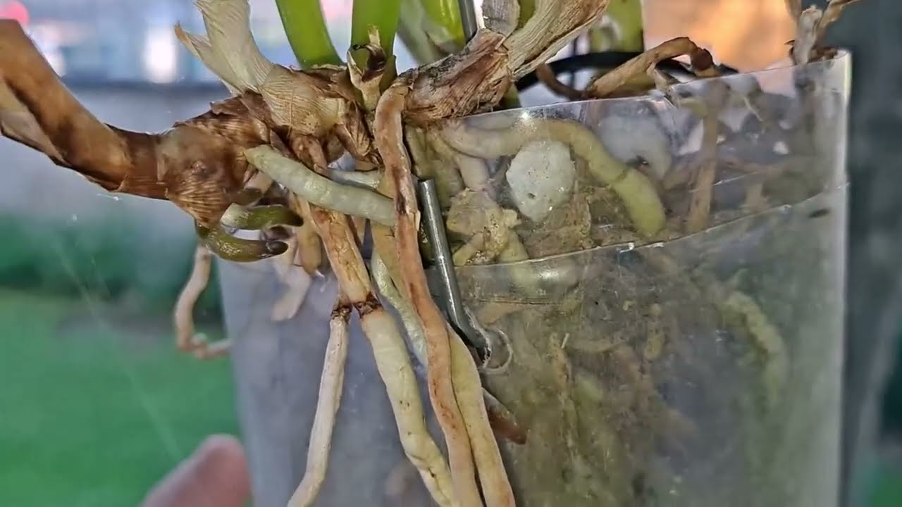 Transplante de Cattleya Híbrida