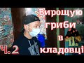 Грибні блоки в кладовці | Вирощую гриби печериці #2