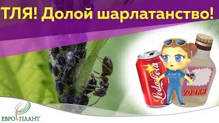 Как избавиться от тли: ШОК!!! и прочие заманухи. Долой шарлатанство!