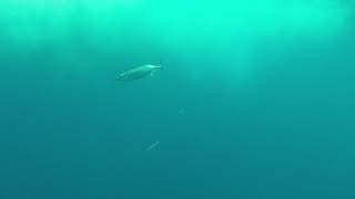 Talking Trash Sportfishing single tuna Trollpro 2018