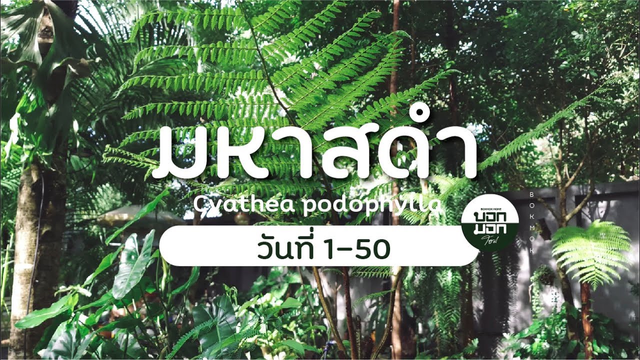 เฟิร์นมหาสดำ การเปลี่ยนแปลงวันที่1-50