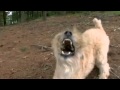 Dogs 101 Soft coated wheaten terrier の動画、YouTube動画。