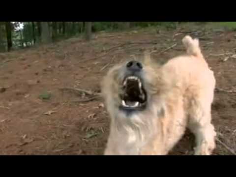 Video: Sagte Bedekte Wheaten Terrier-hondras Allergene, Gesondheids- En Lewensduur