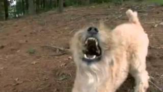 Dogs 101 Soft coated wheaten terrier screenshot 3