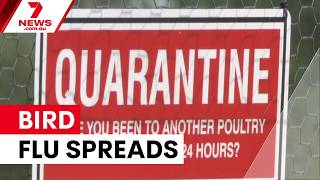 Download Lagu Bird flu reaches Queensland in suspected third state case | 7NEWS