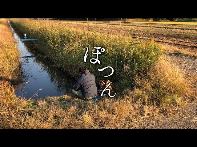 用水路の魚釣り 短い竿で小鮒を釣るぞ Crucian Carp Fishing Litetube 用水路の魚釣り 短い竿で小鮒を釣るぞ Crucian Carp Fishing Litetube