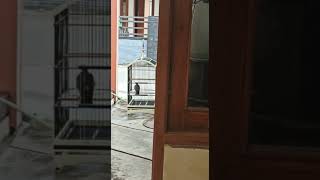 Download Lagu jalak uren tembakan mematikan cocok untuk masteran MP3 Download Lagu jalak uren tembakan mematikan cocok untuk masteran MP3