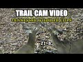 Trail Cam Video #21-8 of Tennessee Wildlife in the Foothills of the Great Smoky Mountains.